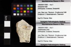 Foto (Objket + Etiketten) von Goniodromites bidentatus (Reuss, 1858) 